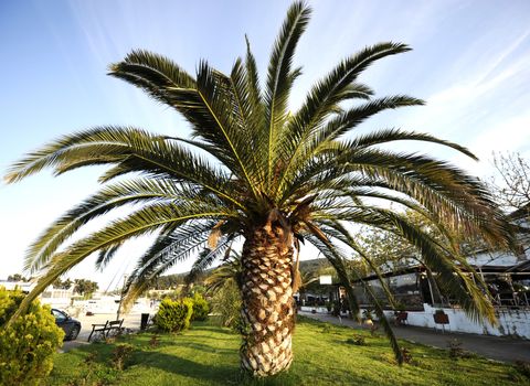 Beautiful green palm tree on summer day