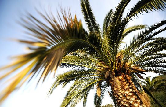 Beautiful green palm tree on summer day