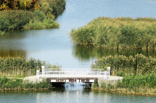 View on beautiful pond landscape and flowers