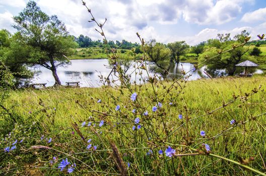 View on beautiful pond landscape and flowers