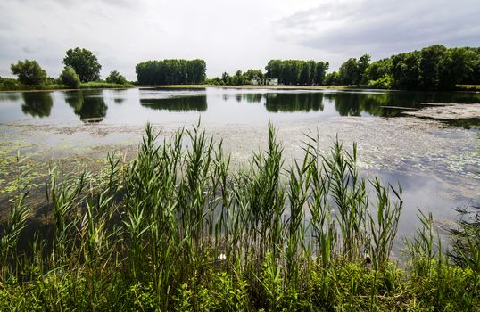 View on beautiful pond landscape and flowers