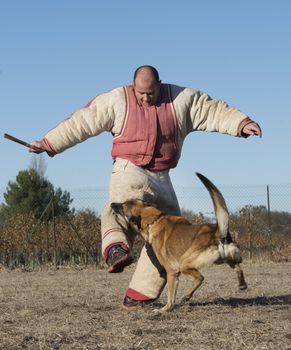 training of police dog for a belgian shepherd malinois
