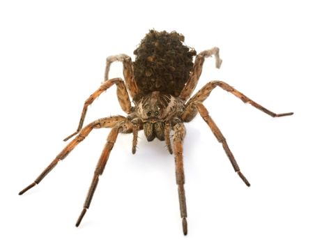 Wolf spider in front of white background