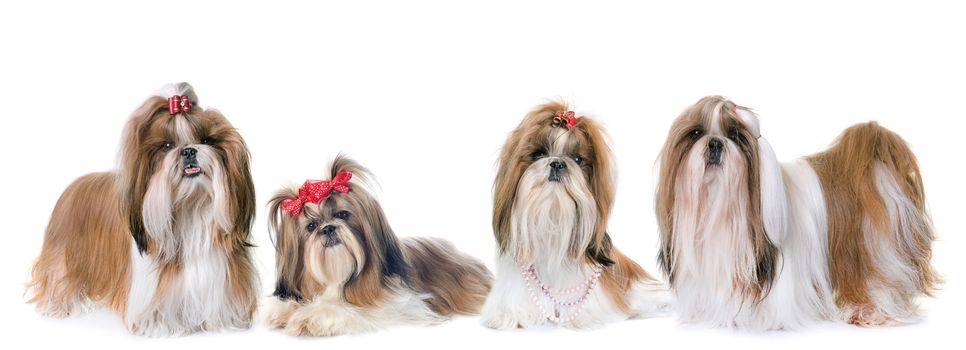 purebred Shih Tzu in front of white background