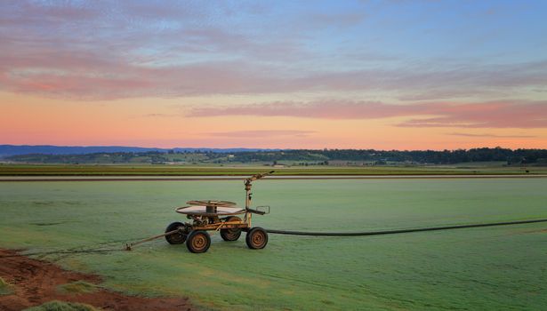 Rural farmlands - frosty turf farms at sunrise.