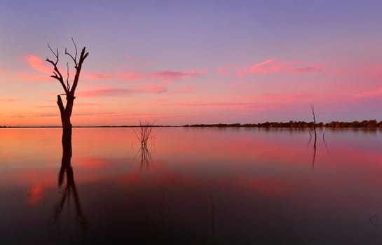 Dead trees rise out of the lake at sunset