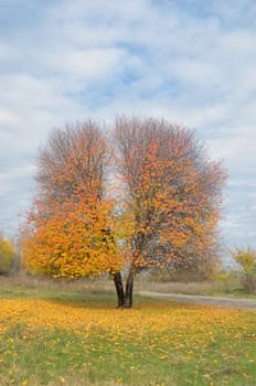 Lonely golden autumn cherry tree