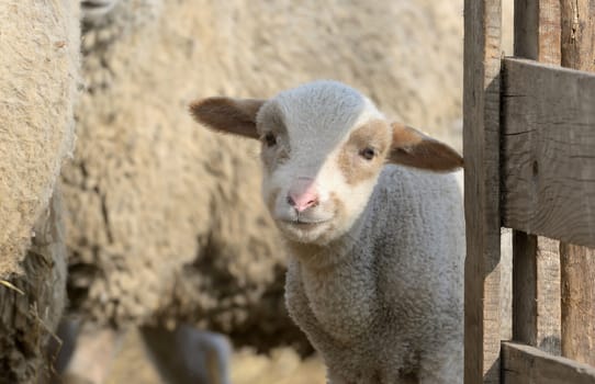 newborn lamb on the farm in spring time