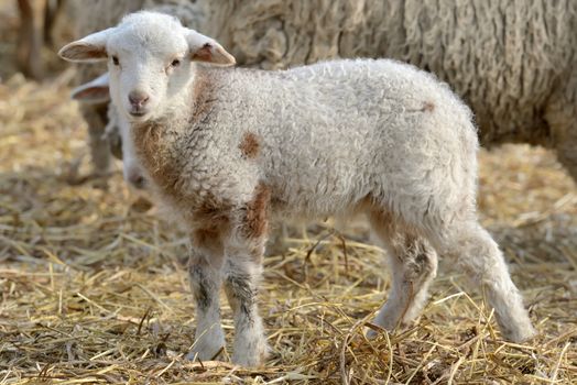 newborn lambs on the farm in spring time