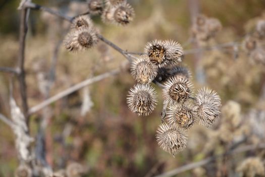 Dry Great Burdock in autumn - Latin name Arctium lappa