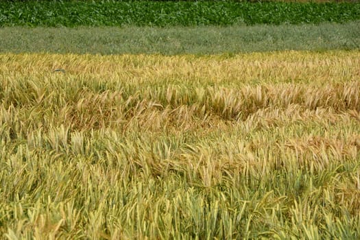 Detail of wheat field on a sunny day