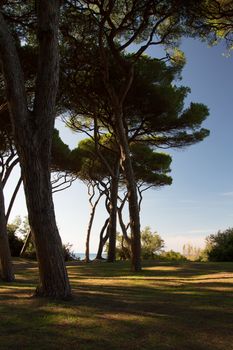 a beautiful view of the baratti trees