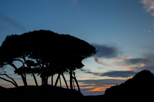a beautiful view of the baratti trees at sunset