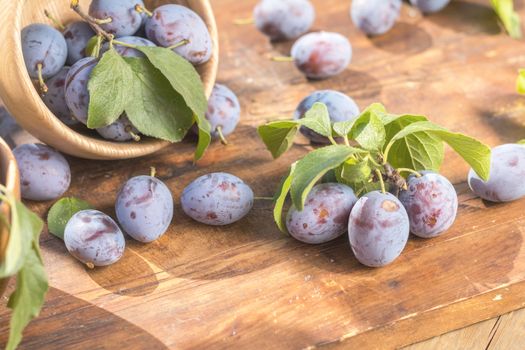 Fresh plums with green leaves in wooden pot on the dark wooden table. Sunny day in the garden. Shallow depth of field. Toned