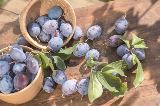 Fresh plums with green leaves in wooden pot on the dark wooden table. Sunny day in the garden. Shallow depth of field. Toned