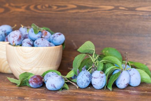 Fresh plums with green leaves in wooden pot on the dark wooden table. Shallow depth of field. Toned.