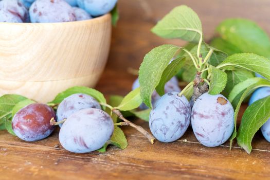 Fresh plums with green leaves in wooden pot on the dark wooden table. Shallow depth of field. Toned.