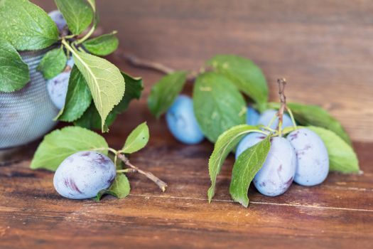 Fresh plums with green leaves on the dark wooden table. Shallow depth of field. Toned.