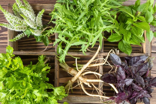 Fresh organic green herbs wooden floor with copy space. Green and violet plants background. Healthy eating background. Vegetarian food, organic food.