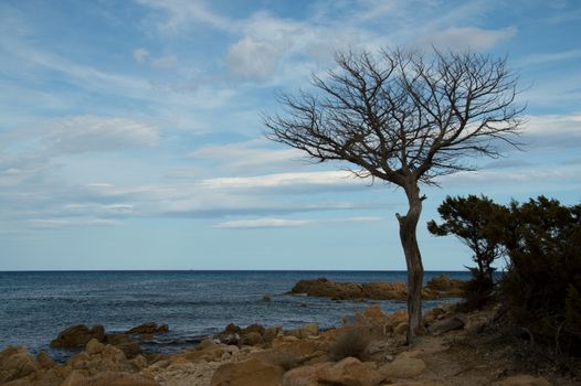 a death tree in front of the sea