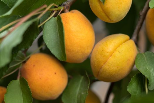 Fragrant ripe juicy apricots on a tiny branch with green leaves. Close-up.