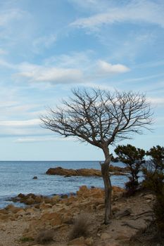 a death tree in front of the sea