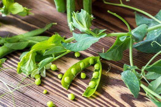 Pods of green peas and pea on a dark wooden surface. Vintage wooden surface for design with beautifully located pods of green peas. Toned and coloring photo. Shallow depth of field.