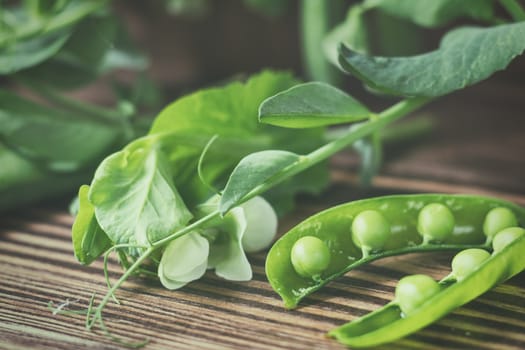 Pods of green peas and pea on a dark wooden surface. Vintage wooden surface for design with beautifully located pods of green peas. Toned and coloring photo. Shallow depth of field.