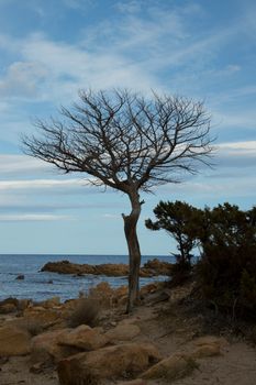 a death tree in front of the sea