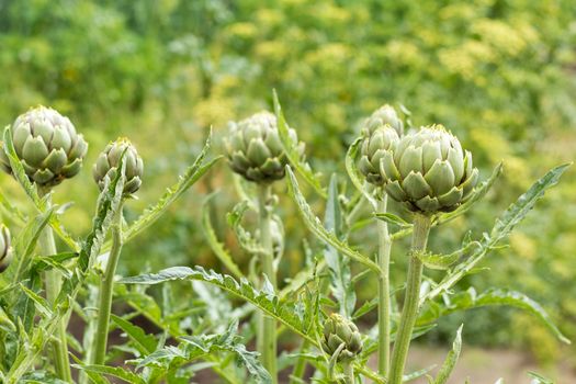 Artichoke with purplish flower growing in the field in Ukraine. Natural agriculture image