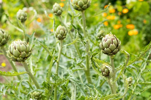 Artichoke with purplish flower growing in the field in Ukraine. Natural agriculture image