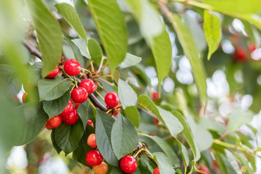 Fragrant ripe juicy merry on a tiny branch with green leaves. Close up