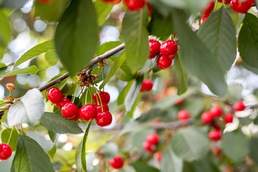 Fragrant ripe juicy cherry on a tiny branch with green leaves. Close up