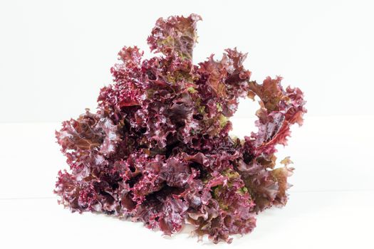 Healthy fresh bunch of lollo roso or coral lettuce on a light background