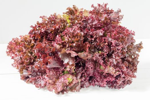 Healthy fresh bunch of lollo roso or coral lettuce on a light background