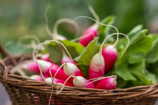 Bunch of fresh radishes in a wicker basket. Close-up