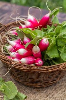 Bunch of fresh radishes in a wicker basket. Close-up