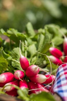 Bunch of fresh radishes in a wooden box outdoors on the table. Bunch of fresh radishes in a wooden box outdoors on the table