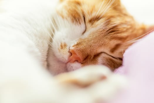  Peaceful cute sleepy muzzle of red-and-white cat. Close up.