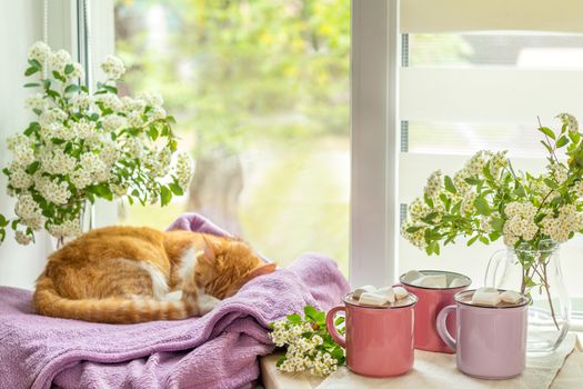 Cozy home concept.  Red-and-white cat is peacefully resting on the violet plaid at the white windowsill near the three pink cups with marshmallows on top of hot cocoa. Cozy home concept