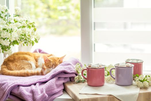 Cozy home concept.  Red-and-white cat is peacefully resting on the violet plaid at the white windowsill near the three pink cups with marshmallows on top of hot cocoa. Cozy home concept