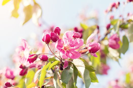 Spring background art with pink blossom. Beautiful nature scene with blooming tree and sun flare. Sunny day. Spring flowers. Beautiful orchard. Abstract blurred background. Shallow depth of field.