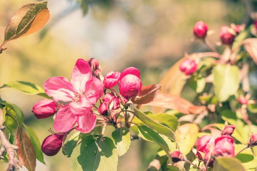 Spring background art with pink blossom. Beautiful nature scene with blooming tree and sun flare. Sunny day. Spring flowers. Beautiful orchard. Abstract blurred background. Shallow depth of field.