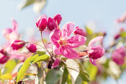 Spring background art with pink blossom. Beautiful nature scene with blooming tree and sun flare. Sunny day. Spring flowers. Beautiful orchard. Abstract blurred background. Shallow depth of field.