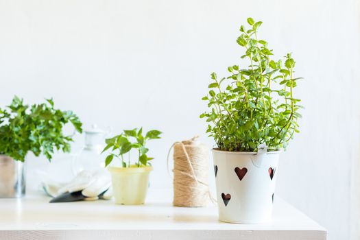 Spring gardening light concept. Fresh mint in pot on a white table, hank of rope, gardening tools and white wall background.