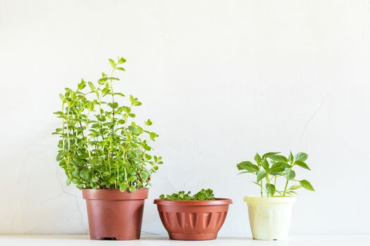 Spring gardening light concept. Fresh mint, parsley and pepper seedling in pots on a white table. White wall background.