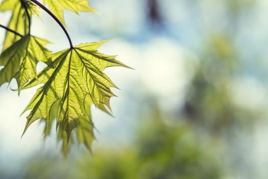 Spring background art young maple leaves. Beautiful young maple leaves in backlight on blue sky background at springtime. Sunny day. Shallow depth of field.