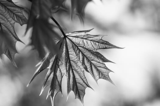 Spring background art young maple leaves. Beautiful young maple leaves in backlight on blue sky background at springtime. Sunny day. Shallow depth. Black and white. of field.