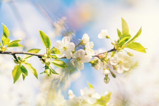 Spring background art with white cherry blossom. Beautiful nature scene with blooming tree and sun flare. Sunny day. Spring flowers. Beautiful orchard. Abstract blurred background. Shallow depth of field.