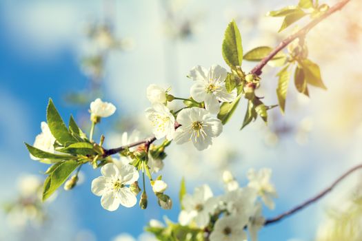 Spring background art with white cherry blossom. Beautiful nature scene with blooming tree and sun flare. Sunny day. Spring flowers. Beautiful orchard. Abstract blurred background. Shallow depth of field.